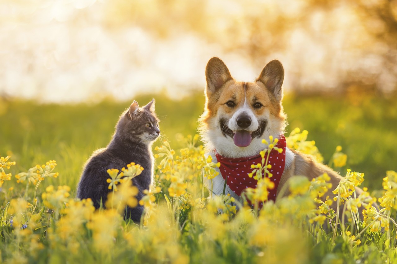 Photo:  Pets (a dog and a cat)